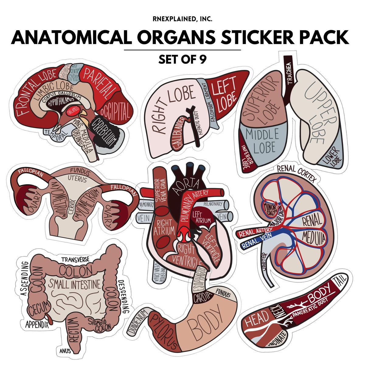 Anatomical Organ Sticker Pack – RNExplained Anatomical Organ Sticker Pack – RNExplained
